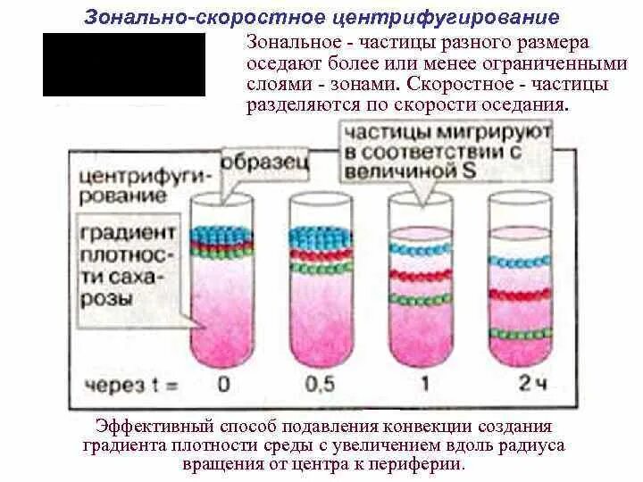 Градиент плотности. Изопикническое и зональное центрифугирование. зонально скоростное центрифугирование. метод центрифугирования. ультрацентрифугирование в градиенте плотности.