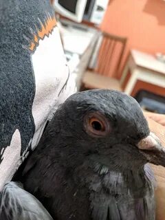 Залетел голубь что значит