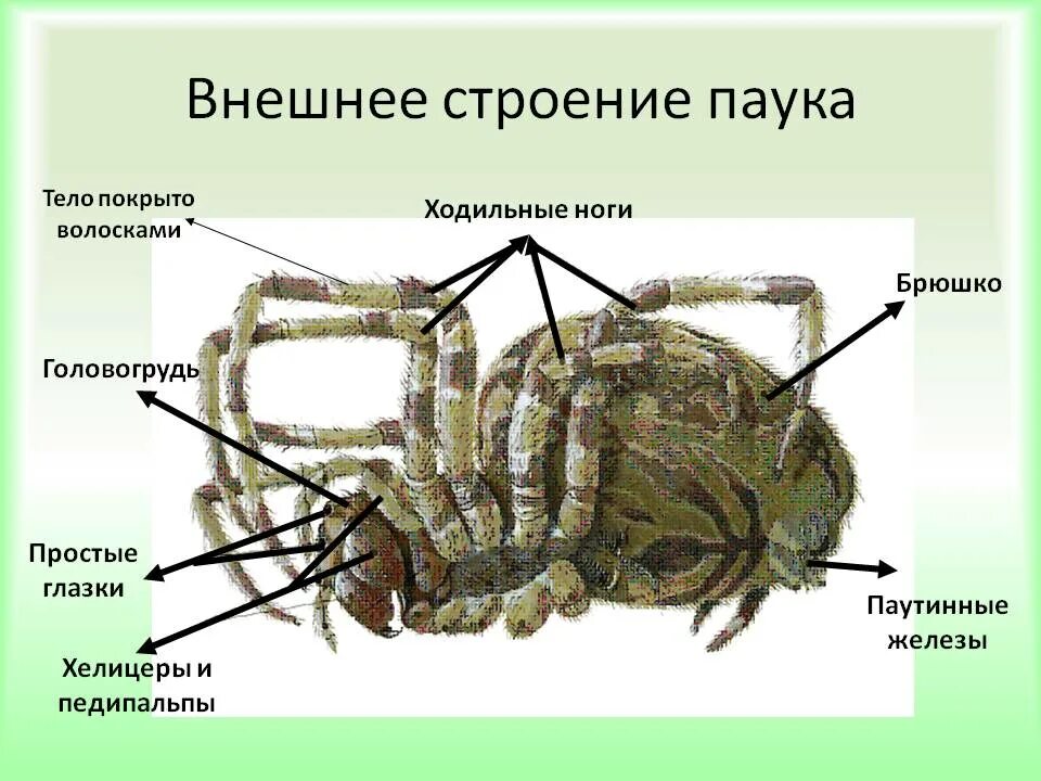 Ракообразные паукообразные насекомые конечности. Строение ходильной конечности паука. Внешнее и внутреннее строение паука крестовика. Внутреннее строение паука крестовика биология 7. Внешнее строение паука крестовика рисунок.