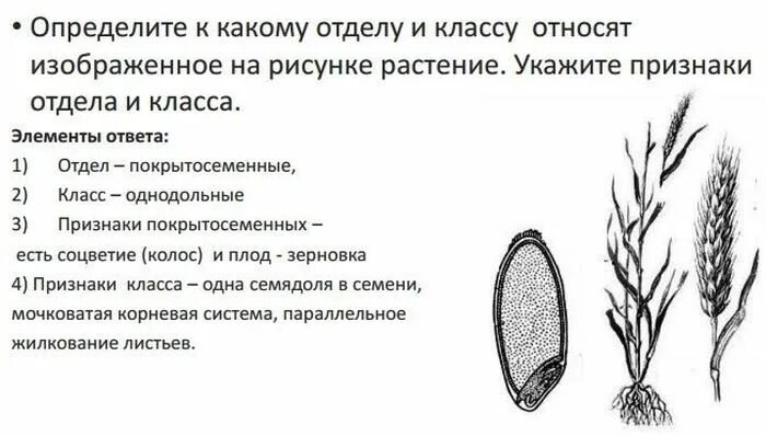 Определите к какому отделу и классу. Признаки отделов растений. К какому классу относят растение. К какому классу относится растение изображенное на рисунке.