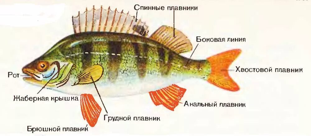 Тип симметрии щуки. Речной окунь строение. Строение рыбы Речной окунь. Отделы тела речного окуня. Внешнее строение окуня.