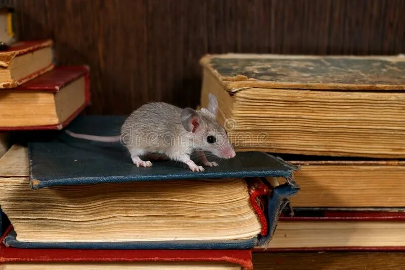 Мышь в библиотеке. Мышки в книжке. Мышь с книгой. Библиотекарская мышь. Секреты серой мыши читать