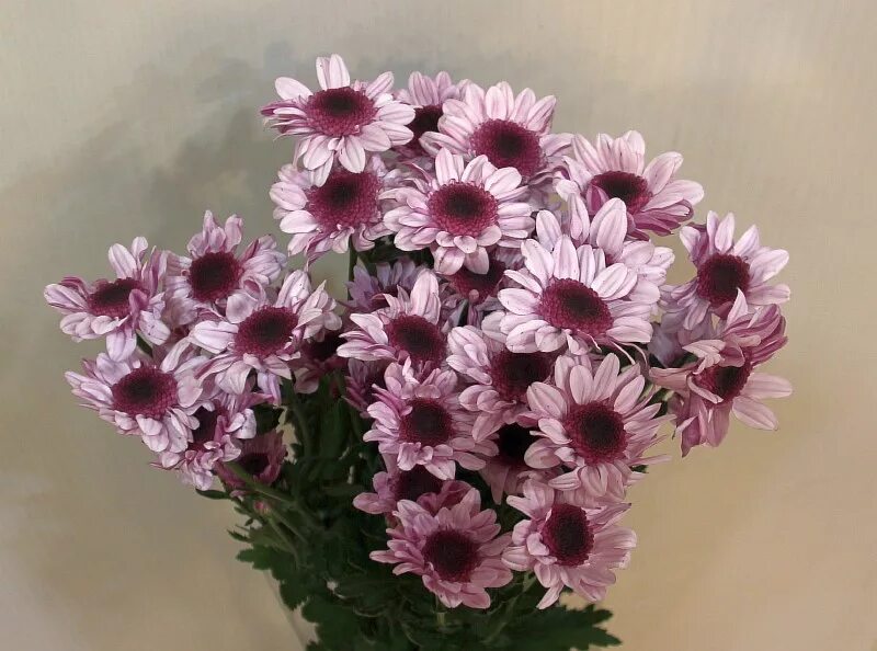 хризантема среднецветковая. хризантема кустовая карпул. хризантема зембла лайм. бал хризантем в крыму. хризантема эбби желтая.