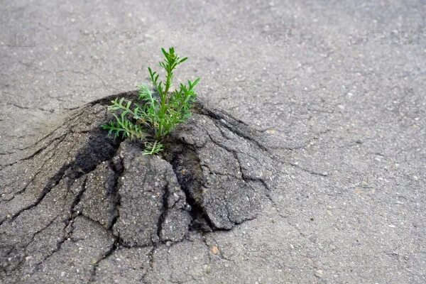 Дерево растет из асфальта. Росток пробивает асфальт. Дерево через асфальт. Дерево сквозь асфальт. Растения которые разрушают