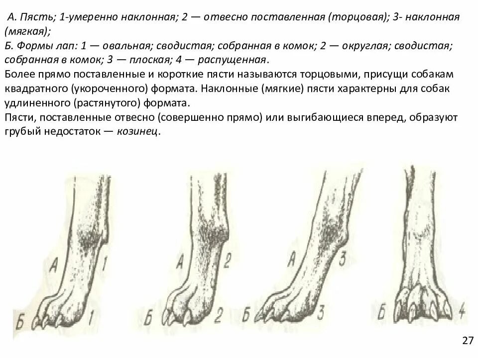 У собаки болят задние лапы. Слабые пясти у щенка немецкой овчарки. Наклон пясти и форма лап собаки. Пясть у собаки правильная. Строение задних лап немецкой овчарки.