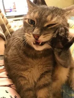 Подожди кота