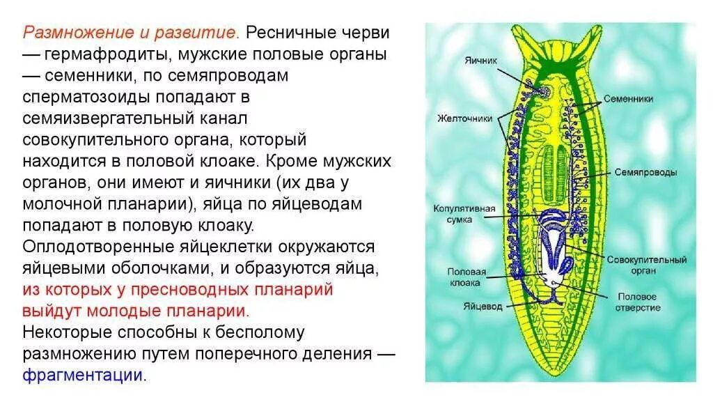 Система ресничных червей. Реснитчатые плоские черви. Ресничные черви размножение. Половая система ресничного червя. Выделительная система ресничных червей.