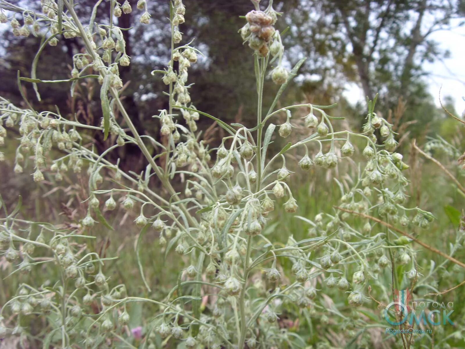 полынь горькая полевая.  полынь равнинная (artemisia campestris),. полынь полевая campestris. полынь полевая artemisia campestris. полынь горькая полевая.