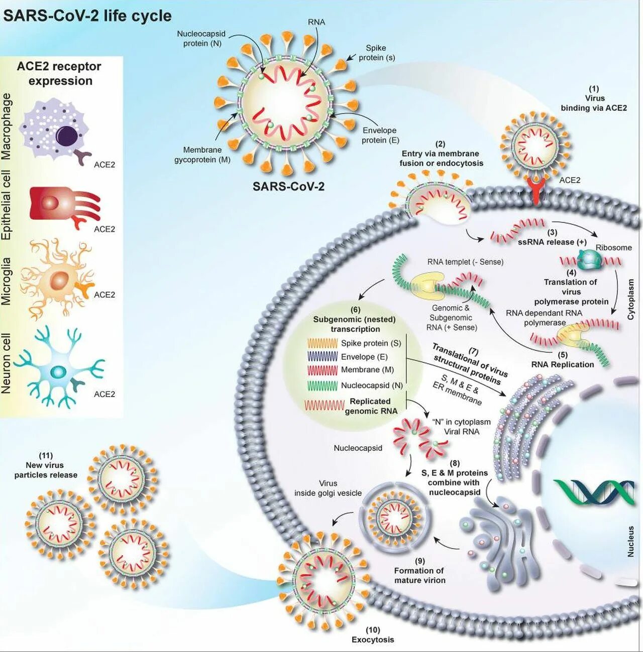 РНК вируса SARS-cоv2. Антигенная структура SARS-cov-2. Вирус SARS-cov-2 группа. SARS-cov-2 Life Cycle.