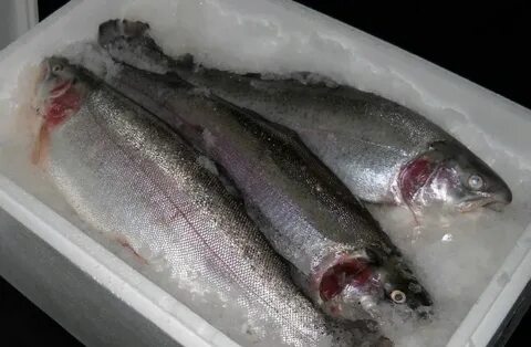 Производитель форели карелия