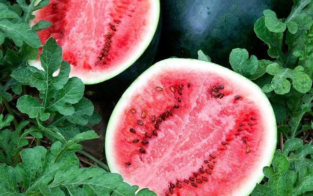 Сильный арбуз. Сорт арбуза Шуга бейби. Арбуз сорт seedless Watermelon. Арбуз Чарльстон грей. Сорт арбуза Шуга Деликата.