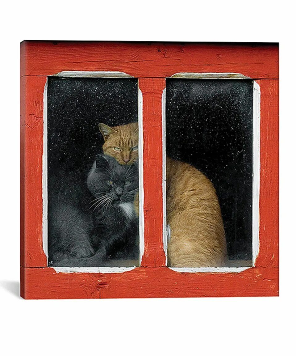 Выход кошечки. Кошки на окошке. Кот на окне. Котик у окна. Кот в окошке.