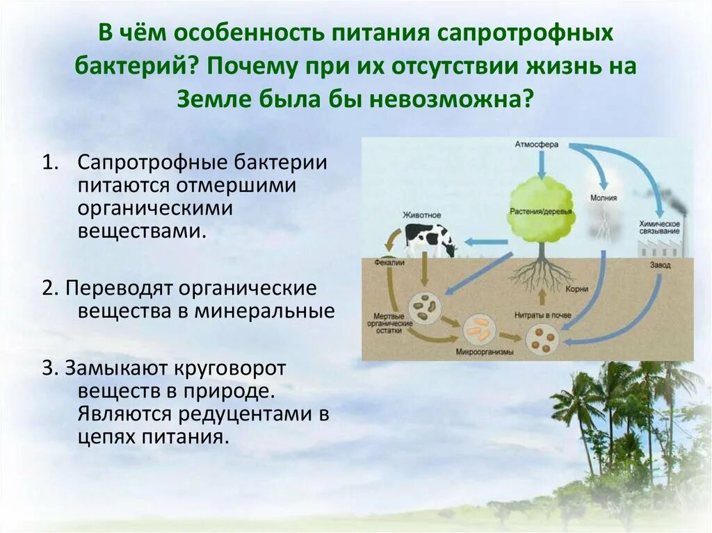 Замкнутый круговорот веществ. В чем особенность питания сапротрофных бактерий. Сапротрофные бактерии питаются органическим веществом. Роль бактерий и грибов в круговороте веществ.