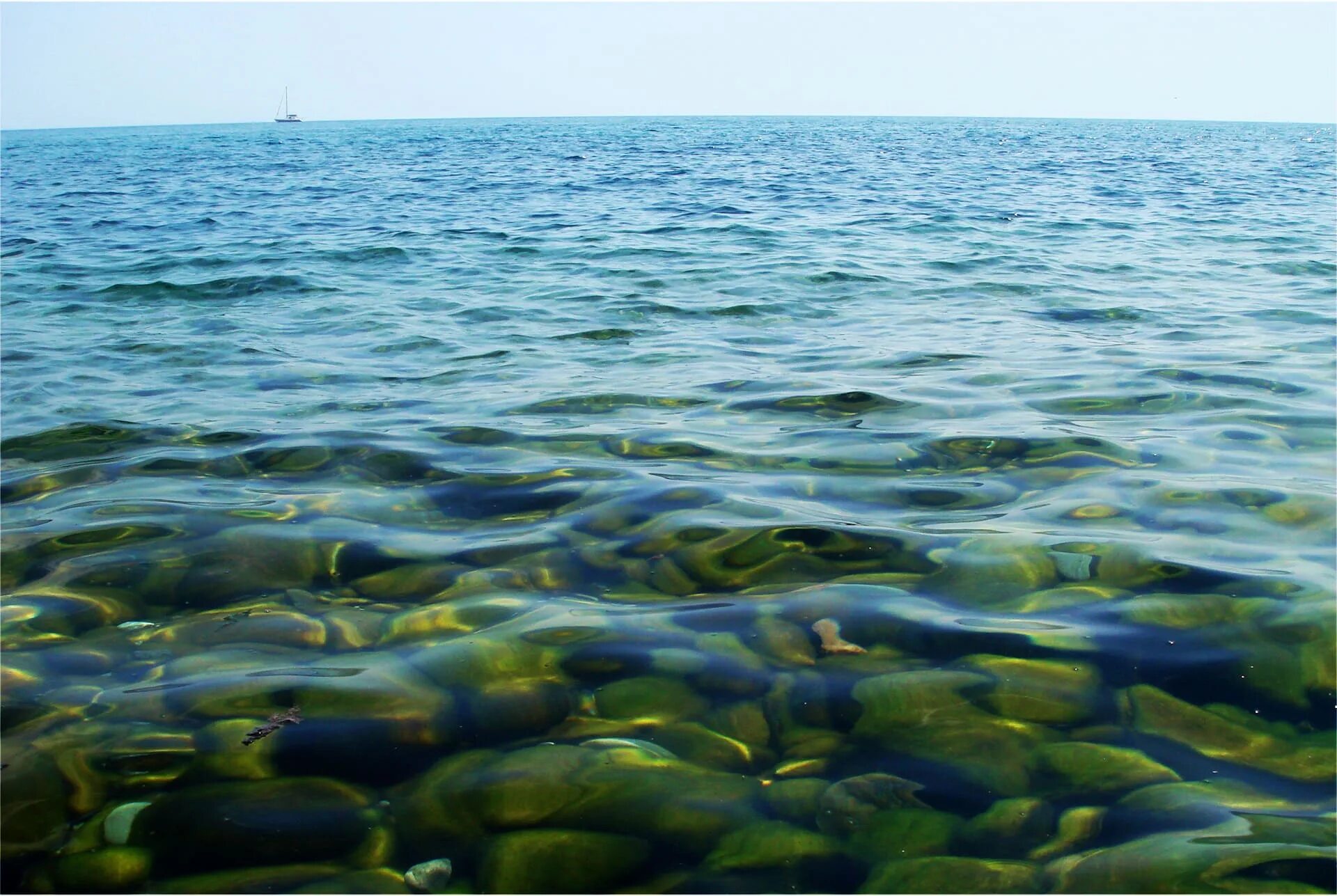 Вода в черном море в мае. Морские водоросли черного моря. про ламинарию чёрного моря водоросли. ламинария черноморская. зеленые водоросли азовского моря.