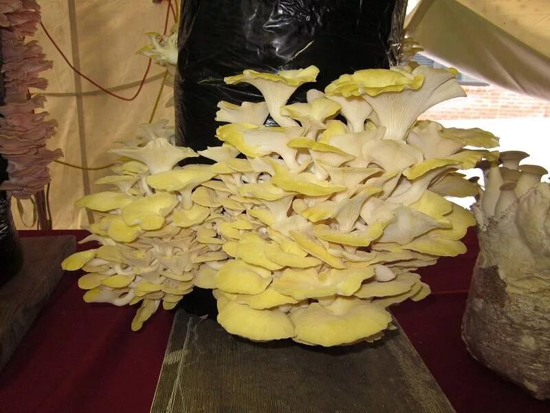 Грибы вешенка ильмак. Лимонная вешенка ильмак. Вёшенка лимонная (Pleurotus citrinopileatus). Лимонная вешенка гриб. Вешенка часов