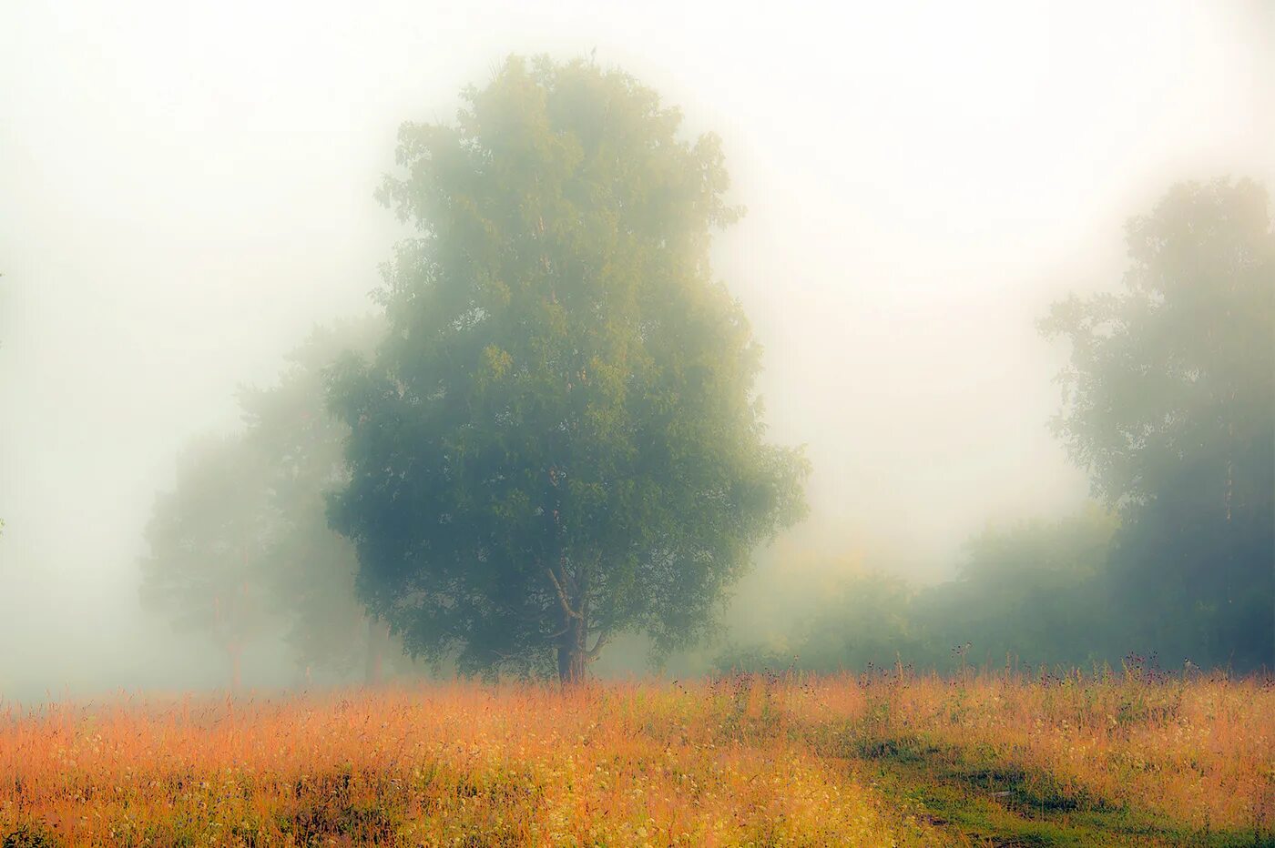 Первый туман лета. Летние туманы. Луга ленинградская область природа. Село филипповское рассвет. Туманное утро летом.