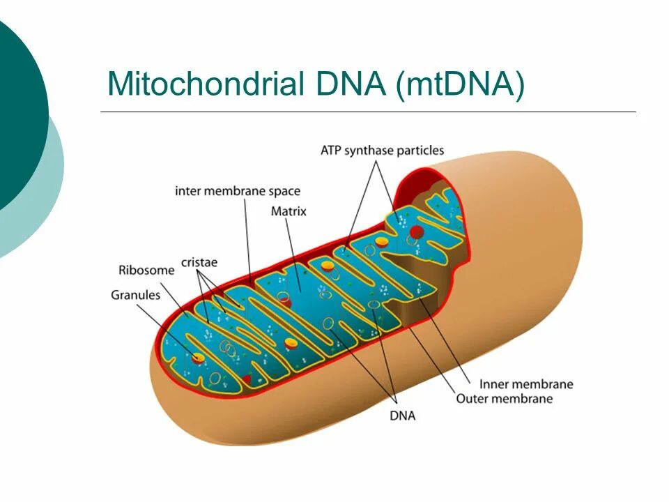 Кольцевая хромосома в митохондриях. Схема строения митохондрии. Митохондрии на схеме клетки. Строение митохондрии. Строение митохондрии клетки.