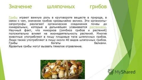 Шляпочные грибы в жизни человека