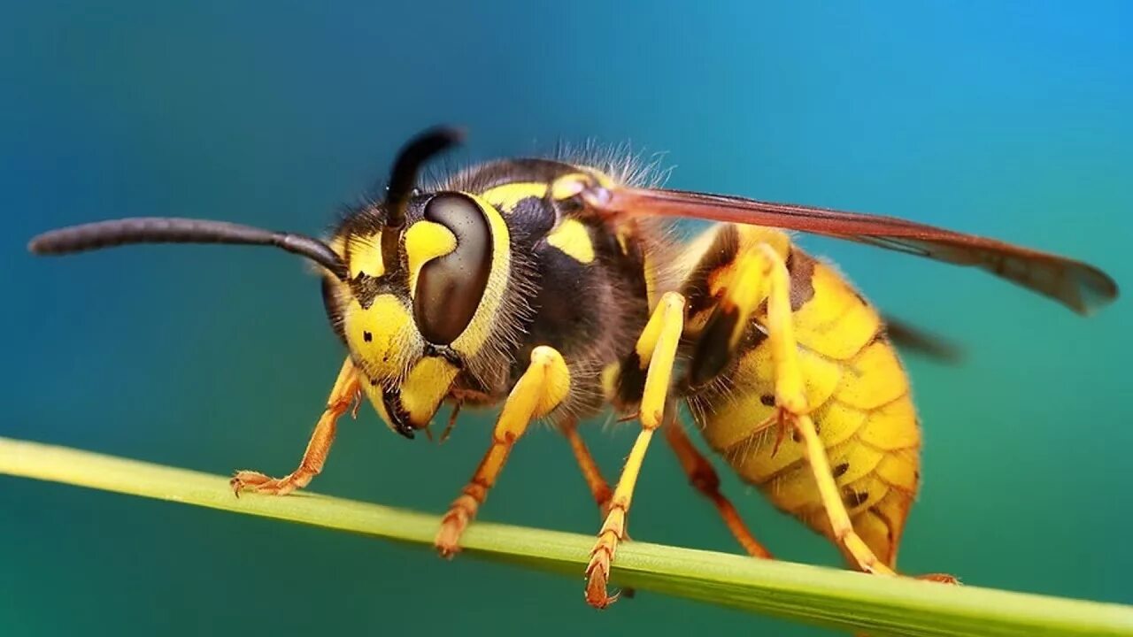 Пчелы и другие насекомые. Муха Оса. Комар пчела Оса Шершень комар. Тулупчатый Шмель. Муха Шмель Шершень.