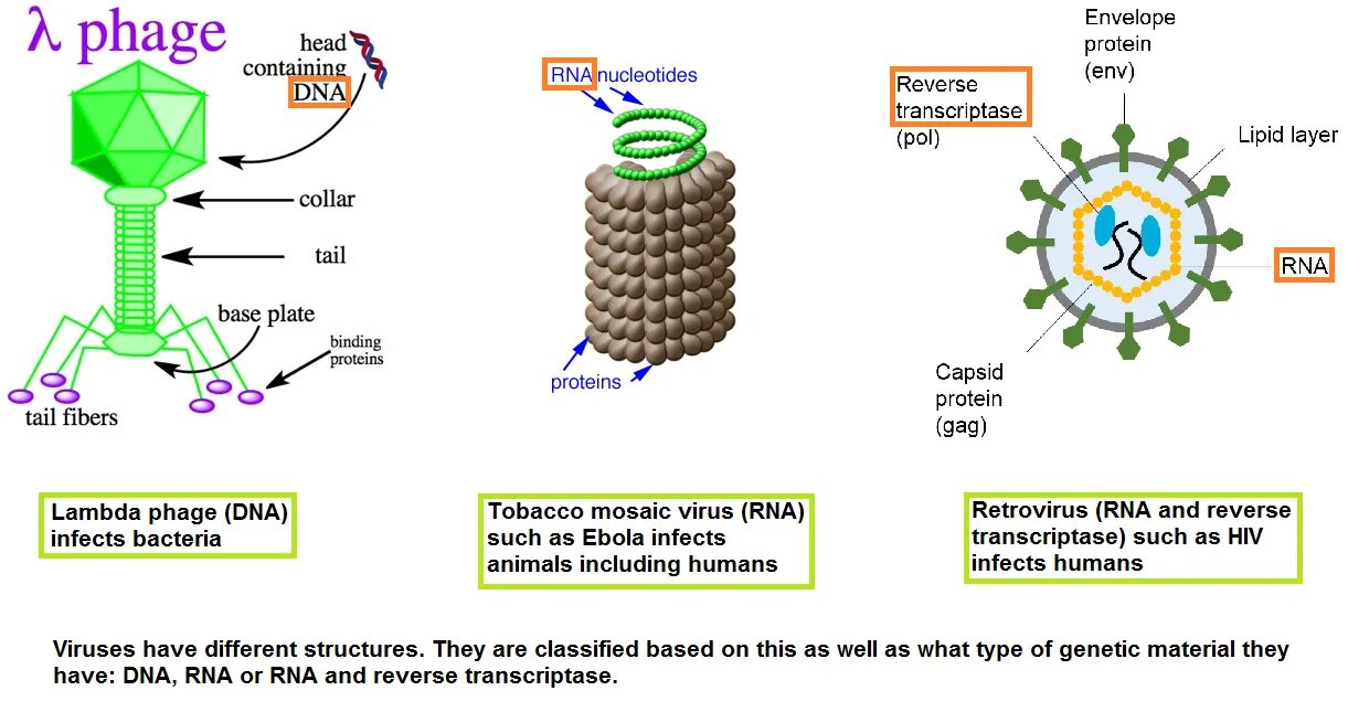 Активатор вирус. РНК вирусы. DNA and RNA structure. Вирус DNA. Плюс РНК вирусы.