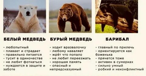 гризли и бурый медведь: 2 тыс изображений найдено в Яндекс Картинках