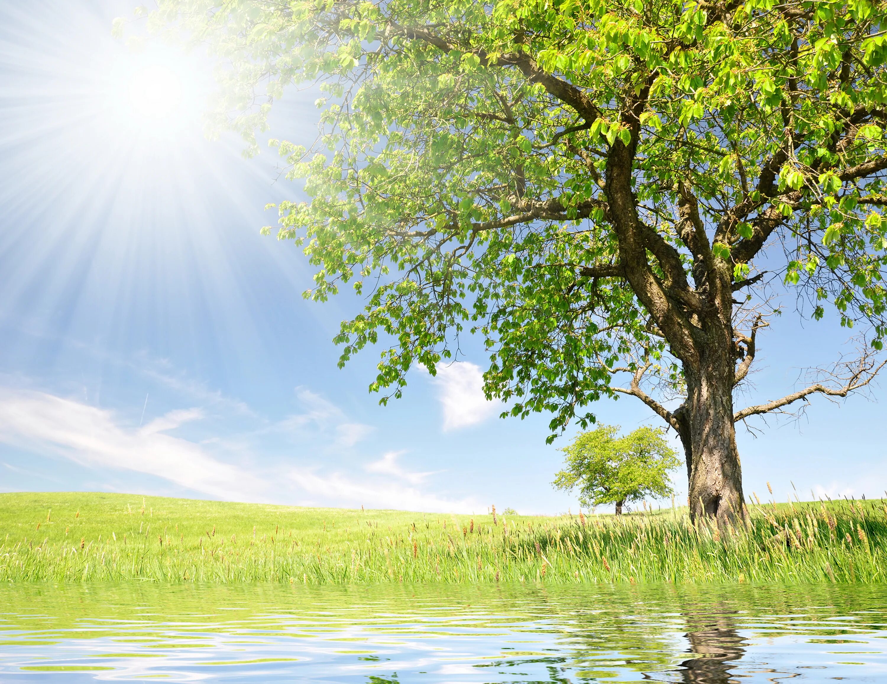 Деревья вода земля небо