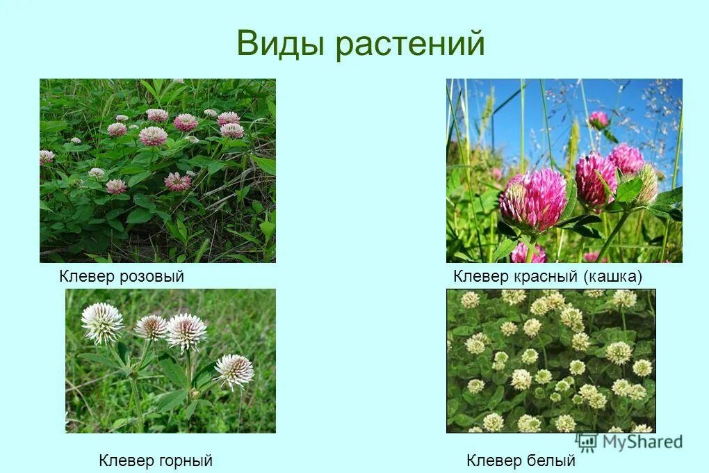 Почему клевер называется клевером. Клевер розовый побегообразование. названия растения кашка. классификация растений клевер красный.