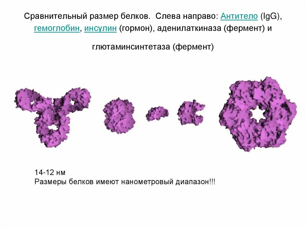 Размеры белков в нм. Формы белковых молекул. Размеры белковых молекул. Структура белковой молекулы. Молекулярная масса белков размеры и форма белковых молекул.