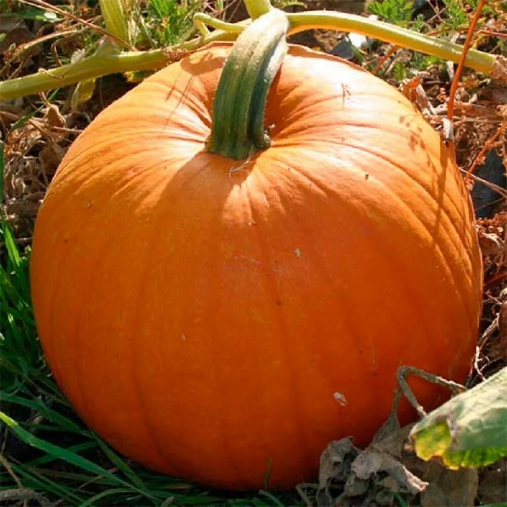 Тыква cucurbita pepo. Тыква cucurbita pepo. Тыква бамбино. Тыква квинслендская голубая. Тыква обыкновенная.