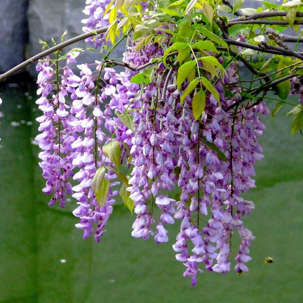 Когда начинают цвести цветы. Floribunda Глициния. Глициния Wisteria sinensis. Wisteria sinensis Глициния китайская. Глициния ампельная.