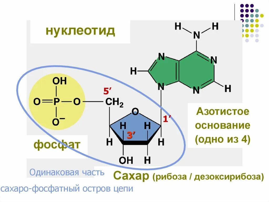 Общее строение нуклеотида. Структура нуклеотида схема. Общая структура нуклеотидов. Схема строения нуклеотида ДНК И РНК. Синтезируется цепь содержащая рибозу