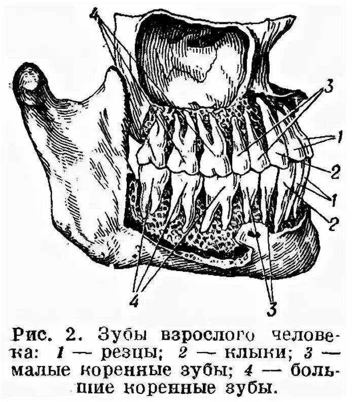 нумерация молочных зубов в стоматологии схема. зубы человека резцы клыки коренные. порядок роста коренных зубов. 9 зубы у человека. зубы у детей порядок прорезывания коренных зубов.