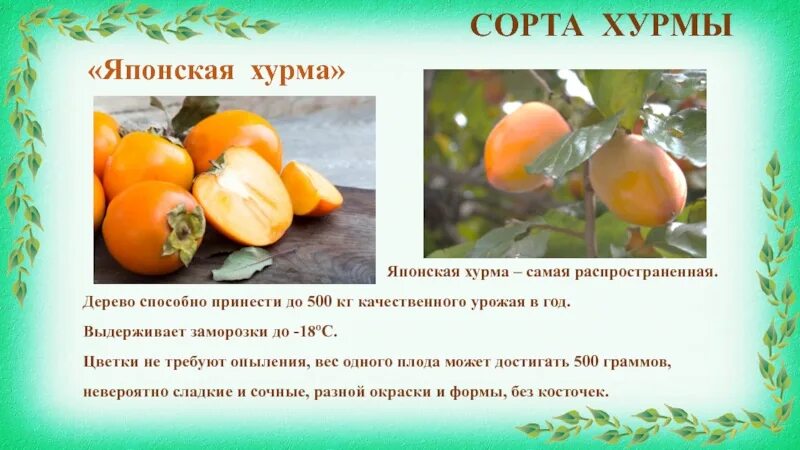 Хурма на ночь можно или нет. Презентация на тему хурма. хурма описание. доклад про хурму. хурма описание растения.