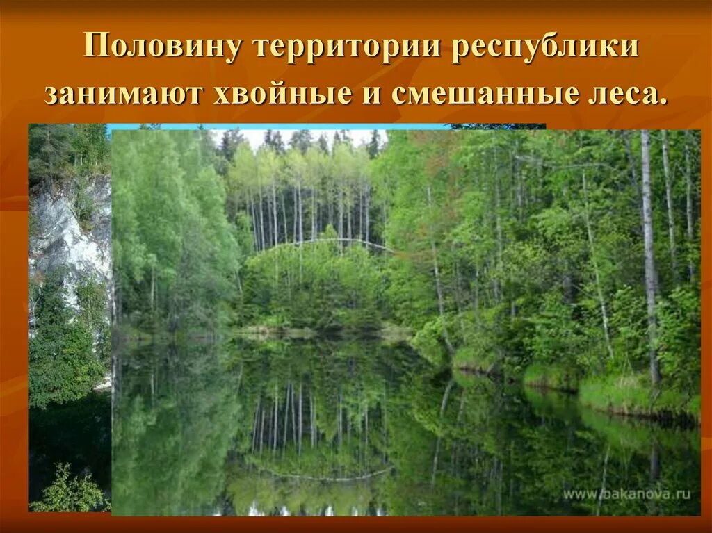 Воды смешанных лесов. Внутренние воды смешанных лесов. Внутренние воды смешанных лесов России. Воды смешанных лесов в России. Леса половина территории россии