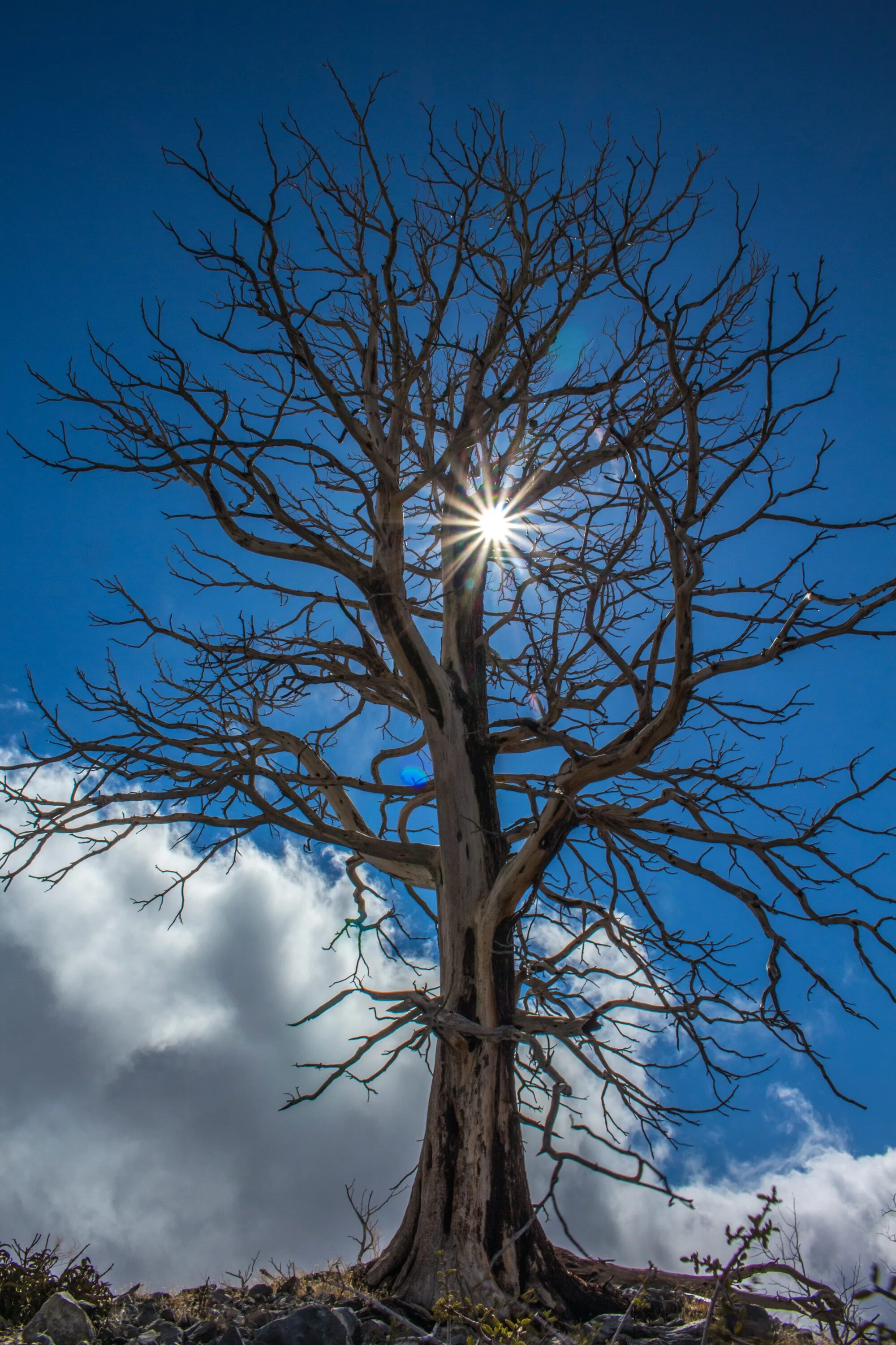 Phone tree