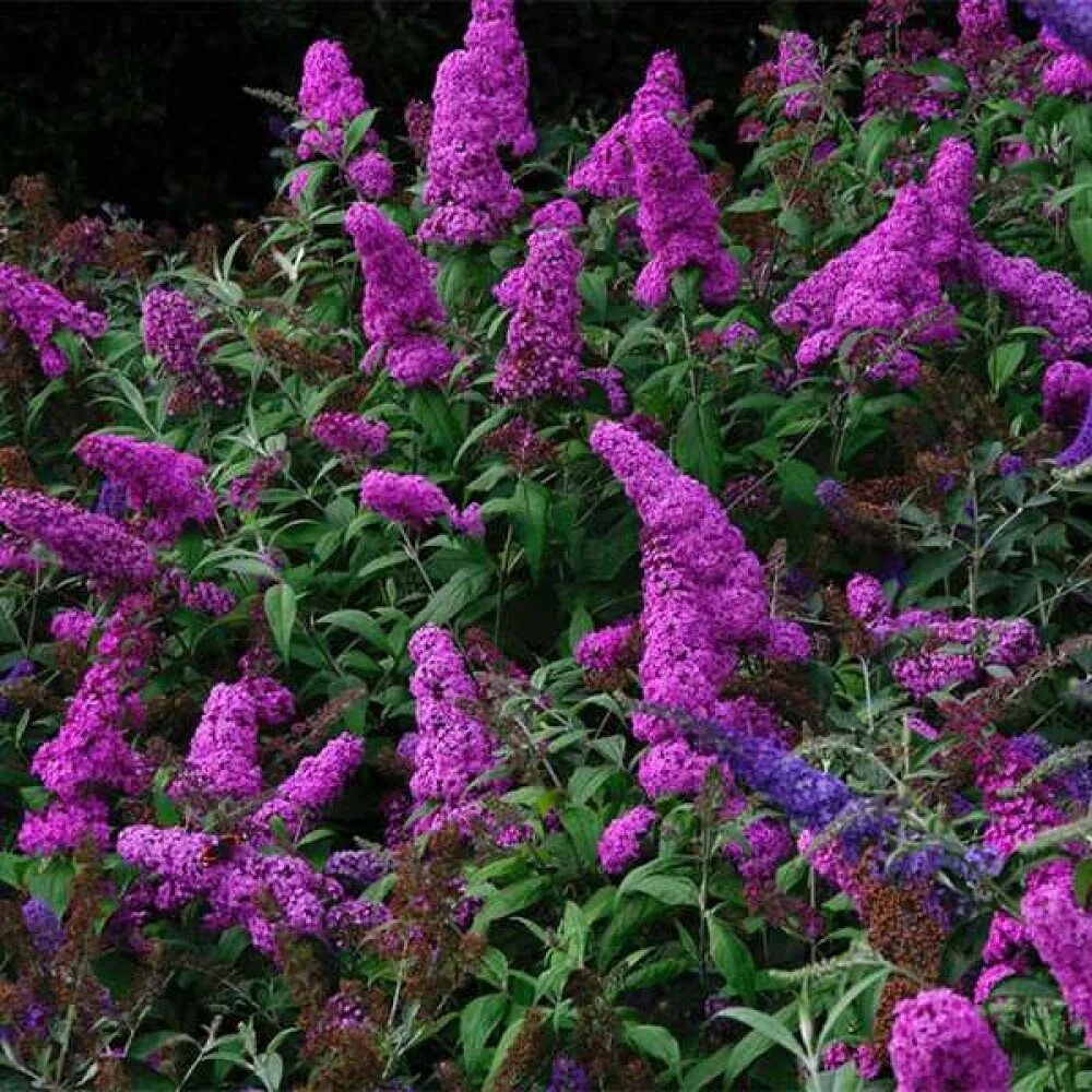 Буддлея саженцы. Буддлея Давида нано Пепл. Буддлея Давида Buddleja davidii. Буддлея нано Пурпл. Буддлея Давида нано Вайт.