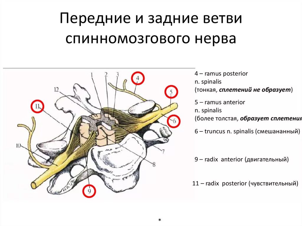 Ветви спинномозговых нервов менингеальные передние задние. Спинномозговые нервы задние ветви передние ветви. Rami dorsales спинномозговых нервов.