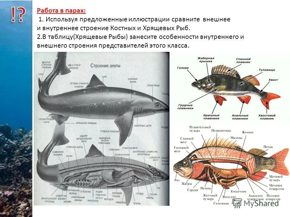 Строение костных рыб и хрящевых рыб. Внутреннее строение хрящевых рыб. Внешнее строение хрящевых. Внутреннее строение хрящевой рыбы 7 класс. Хрящевые рыбы строение акулы.