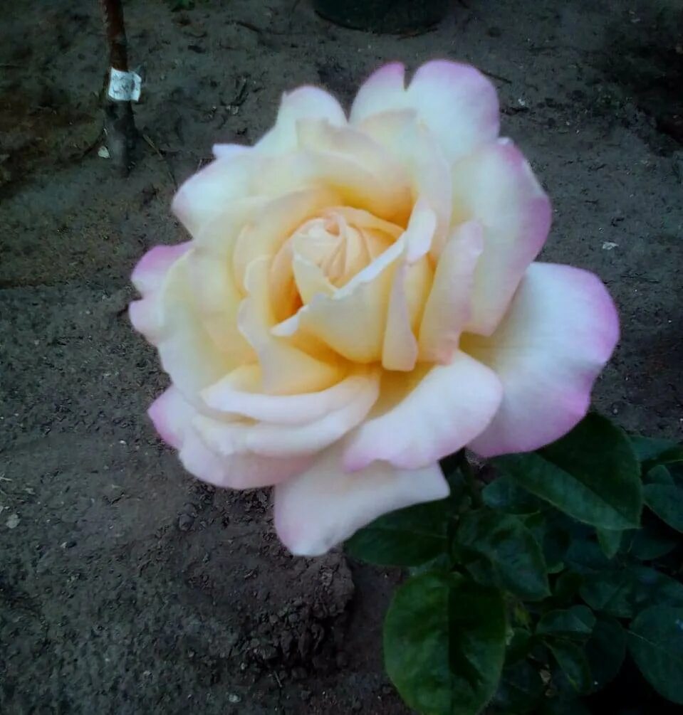 Питомник роз в крыму. Крымские розы местные сорта.