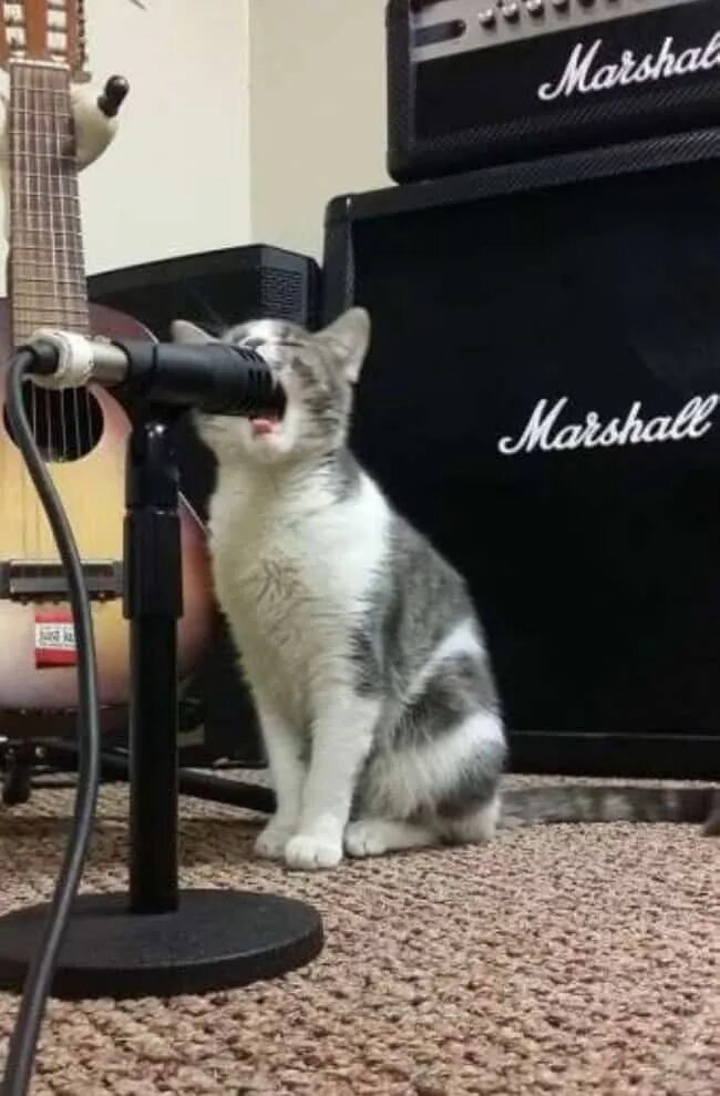 Кот поет в микрофон. Кот поет. Кот с микрофоном. Животные с микрофоном.