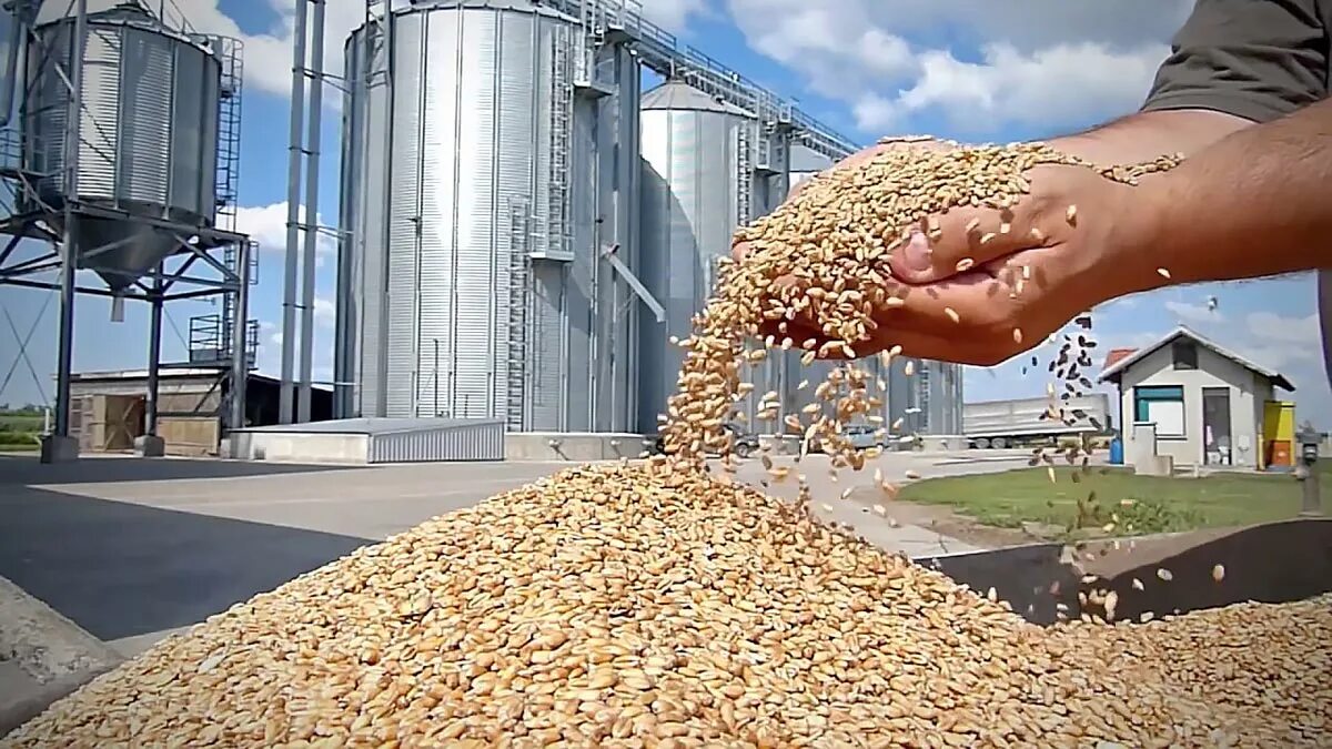 Запасы зерна. Экспорт зерна. Поставки зерна. Украинское зерно.