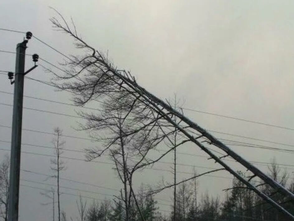 Обрыв провода вл 10 кв. Дерево на проводах. Дерево на проводах вл. Падение деревьев на ЛЭП. Разрыв ветра