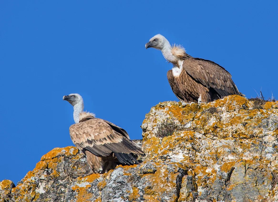 Gmelin, 1774). Птицы кчр название. Горная овсянка. Птицы карачаево-черкесской республики. Птицы кчр.