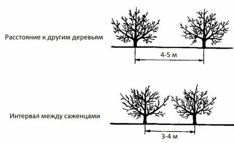 Расстояние между яблонями