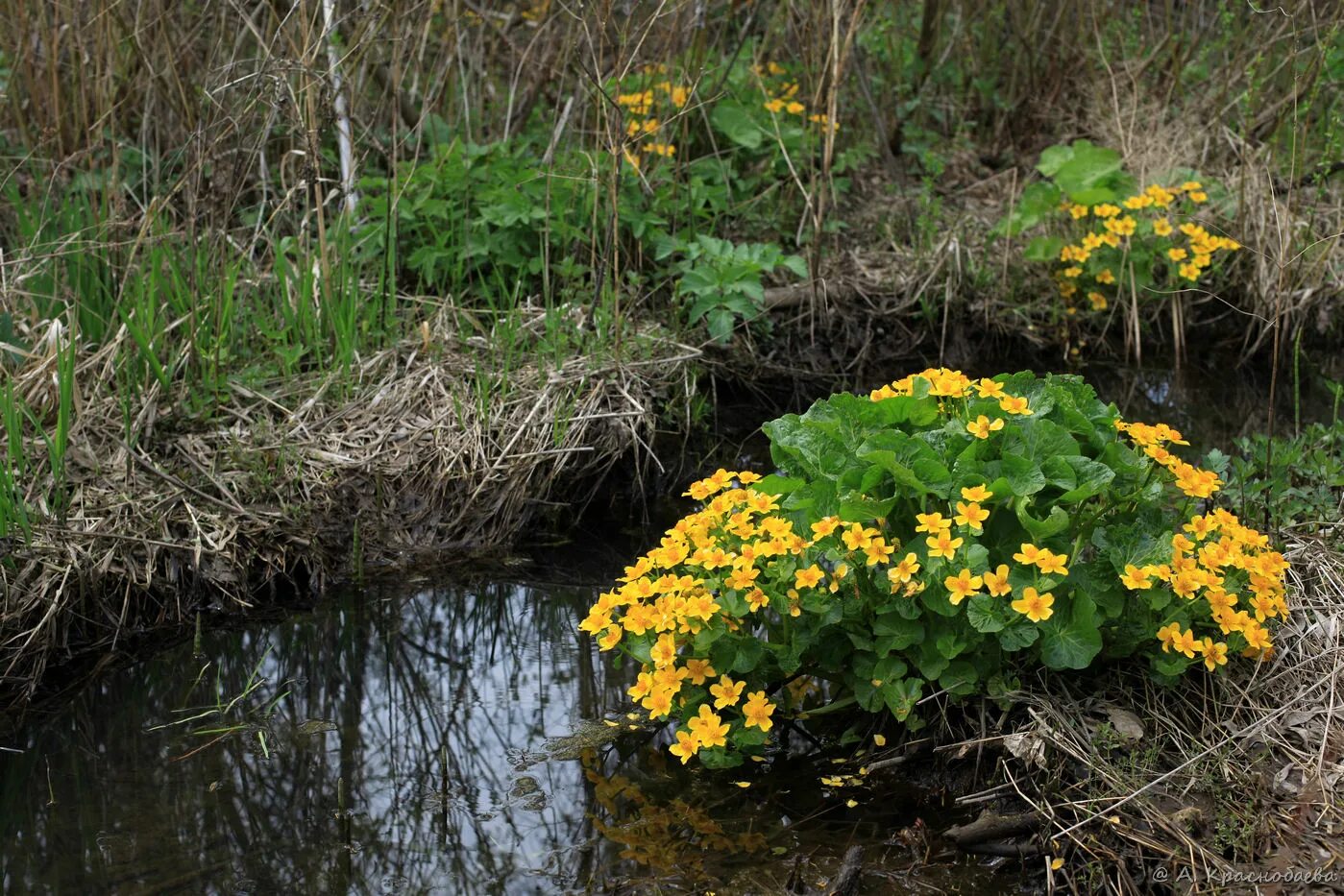 Daily Flower Candy: Caltha palustris ssp. polypetala