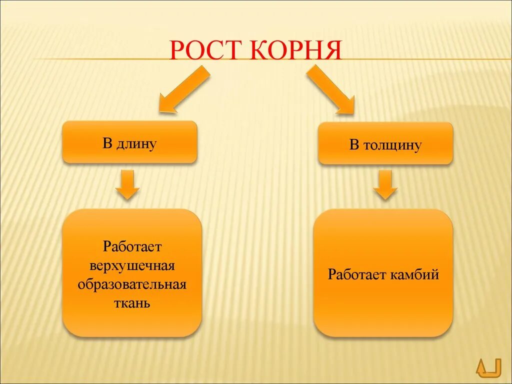 Рост корня. Рост корня в длину и толщину. Рост корня растений. Рост корня в длину обеспечивает. Верхушечный рост корня