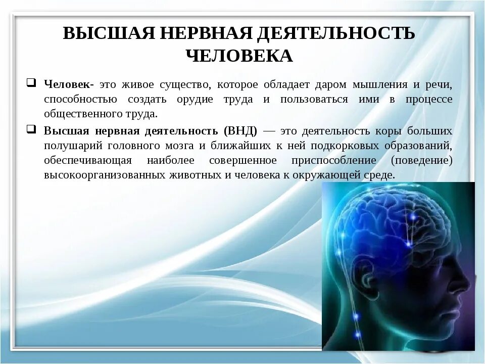 Признаки специфической нервной деятельности. Высшая нервная деятельность (ВНД). Основа высшей нервной деятельности человека. Основа ВНД человека. Высшая нервная деятельность 8 класс биология.