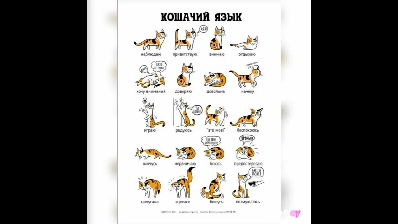 Переводчик на кошачий язык. Кошачий язык алфавит. язык кошек алфавит. кошачий алфавит кошачий язык. пожелание на кошачьем языке.