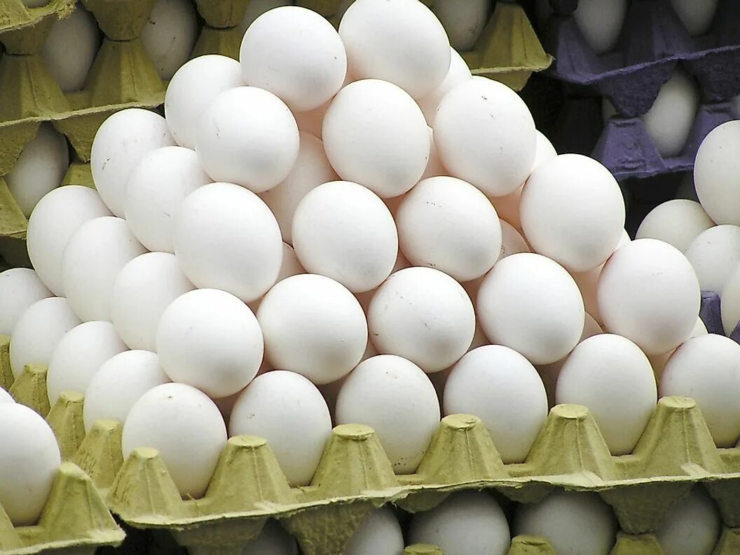 Леггорн яйца. Яйцо куриное. Яйцо куриное белое. Яйцо (пищевой продукт). All eggs in sols rng