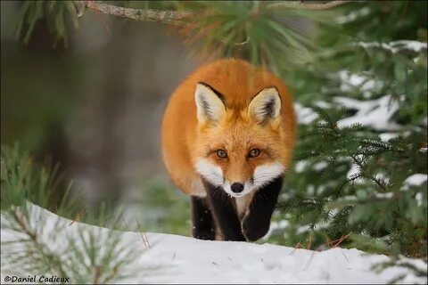 Hot red fox